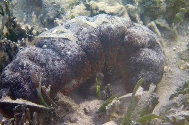 海参有上千种都是一样的吗,全世界海参有多少品种