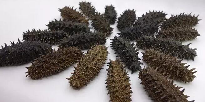 带您了解世界海参,你知道全球有多少种鲨鱼吗