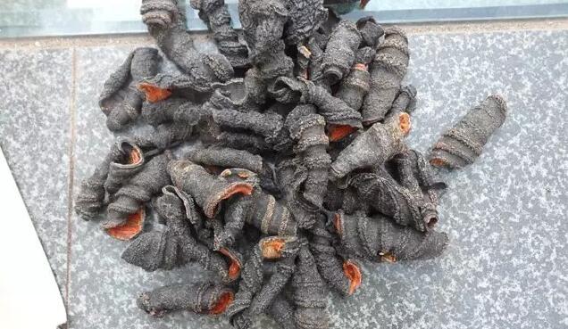 海参也有很多种,全世界所有可以吃的海参