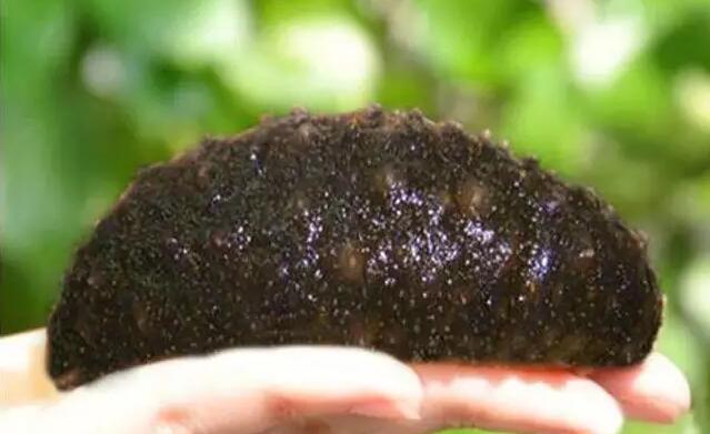 带您了解世界海参,你知道全球有多少种鲨鱼吗