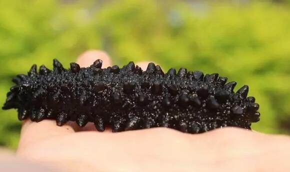 带您了解世界海参,你知道全球有多少种鲨鱼吗