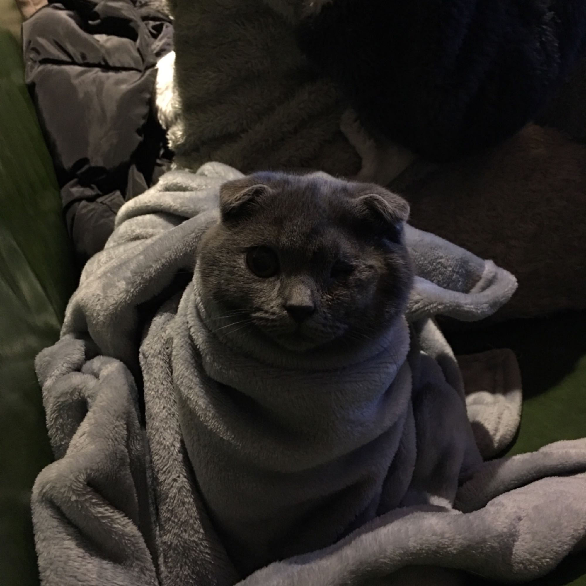 去宠物市场挑一只英短蓝猫,英短蓝猫在宠物店多少钱