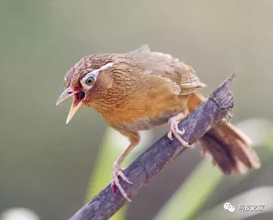 画眉尾部的重要性