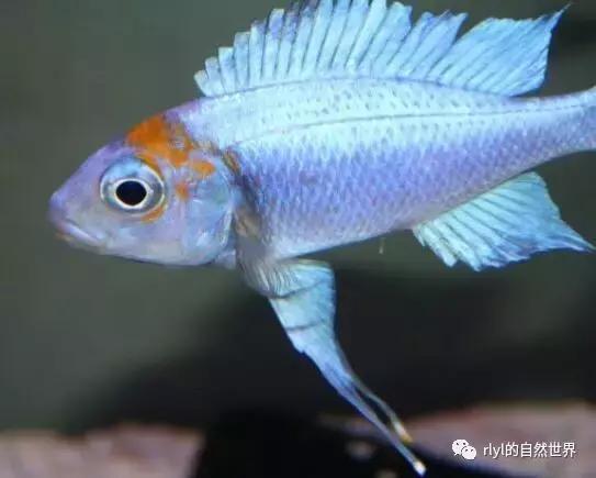 「鱼标本戏说非洲慈鲷」第一章：羽鳍类永恒的经典——蓝提