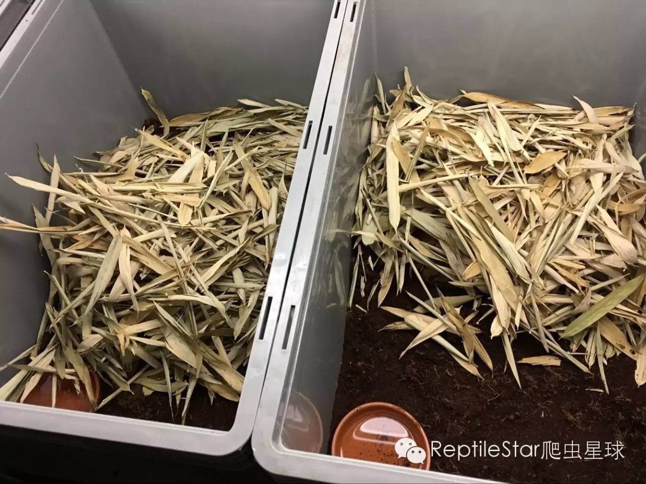 最合适的水环境,半水龟环境布置