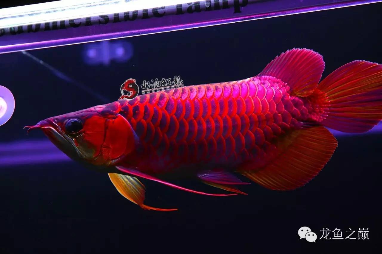 什么品种的红龙鱼最值得养,怎么才能养出好红龙
