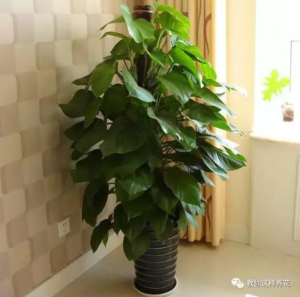 绿萝扎根绳子的方法,绿萝绑棕柱上叶子能长大吗