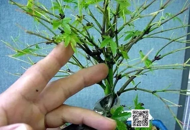 大师是怎样炼成的二胡独奏,真正的大师是怎么练成的