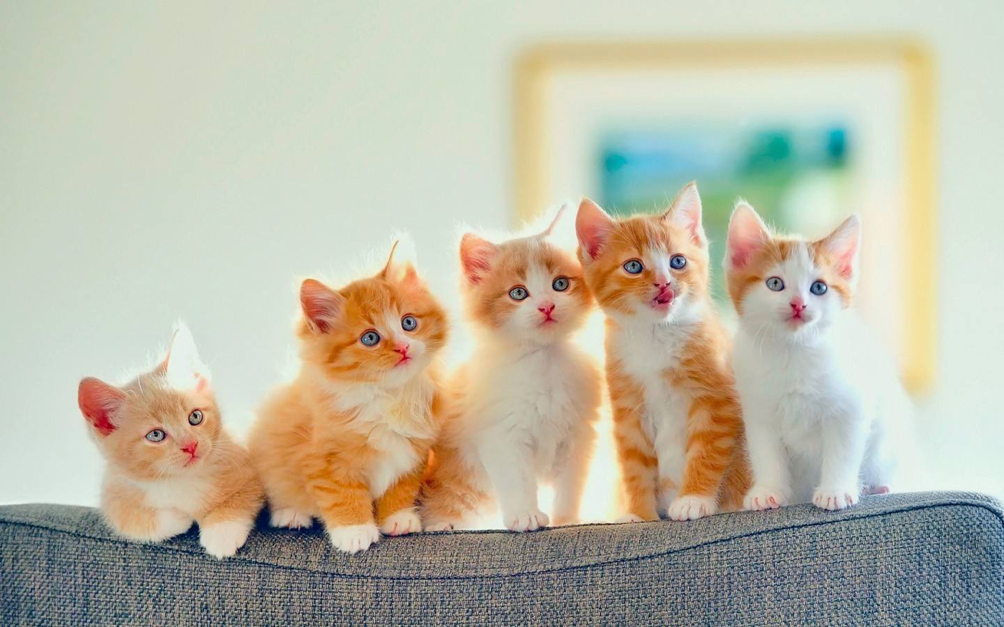 喵咪怀孕了咋一直叫,主子怀孕猫咪的反应