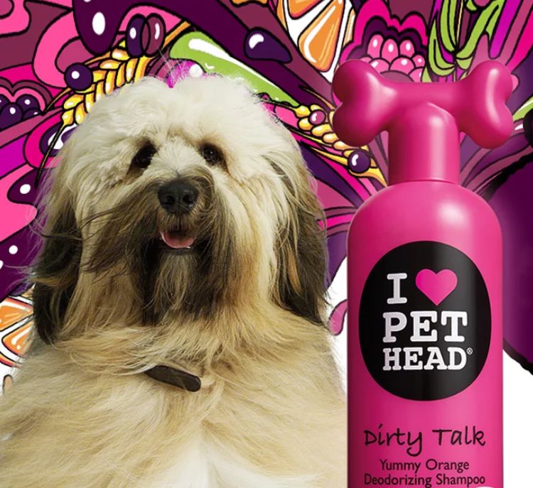 当狗炫起富来根本没人什么事儿了