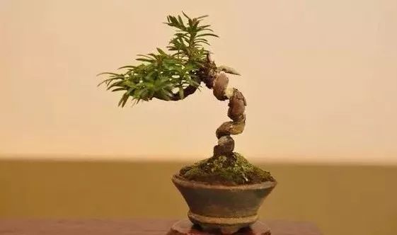 大师是怎么炼成的免费,真正的大师是怎么练成的