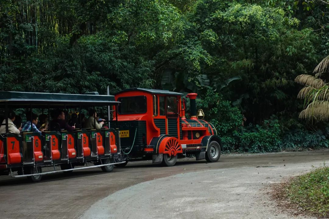 广州长隆野生动物园亲子跟拍,爸爸去哪儿广州长隆野生动物园