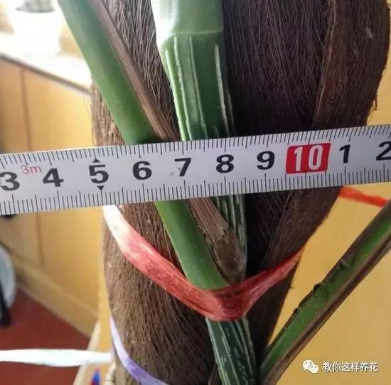 绿萝能用绳子捆上吗,绿萝扎根绳子的方法