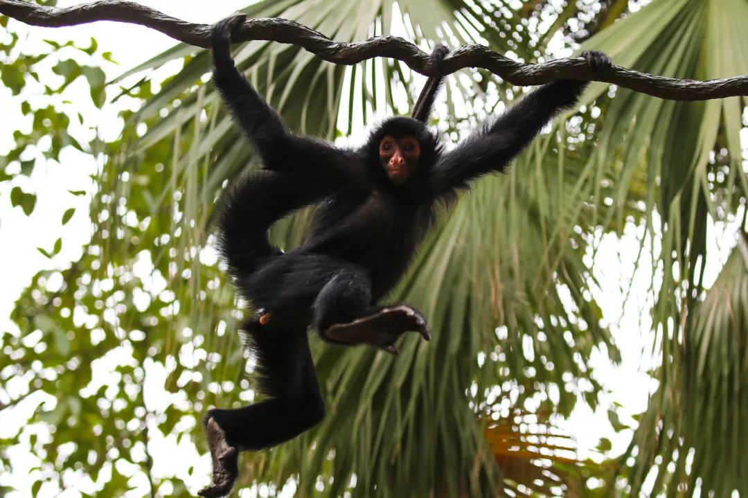 广州长隆野生动物园亲子跟拍,爸爸去哪儿广州长隆野生动物园