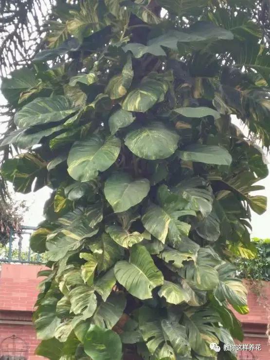 绿萝扎根绳子的方法,绿萝绑棕柱上叶子能长大吗