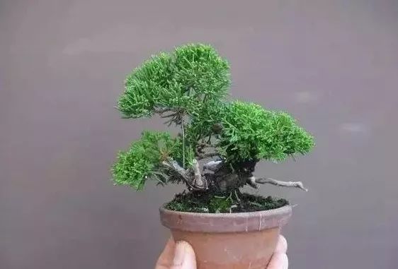 大师是怎么炼成的免费,真正的大师是怎么练成的