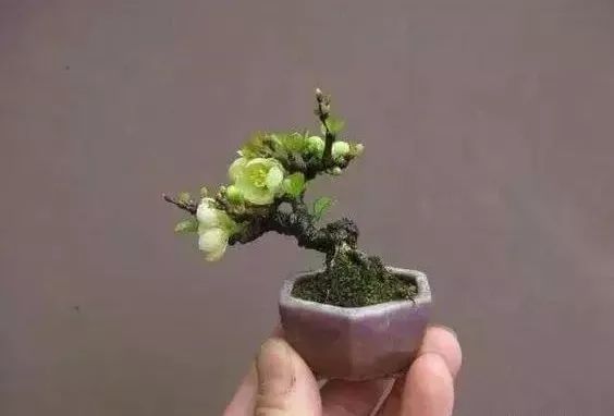 大师是怎么炼成的免费,真正的大师是怎么练成的