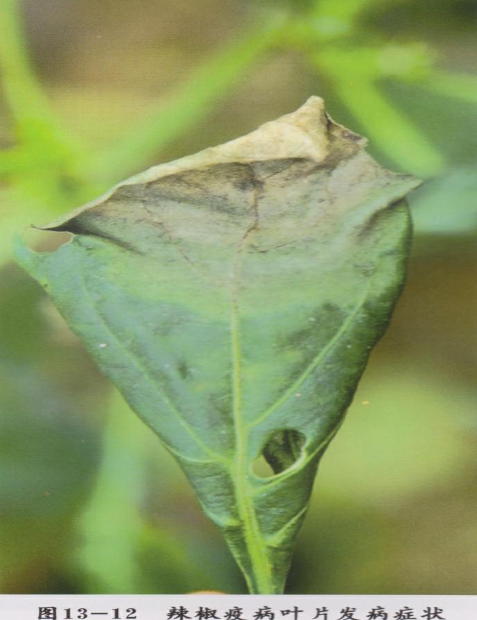 辣椒大了为什么还会蔫,辣椒为什么会萎蔫呢