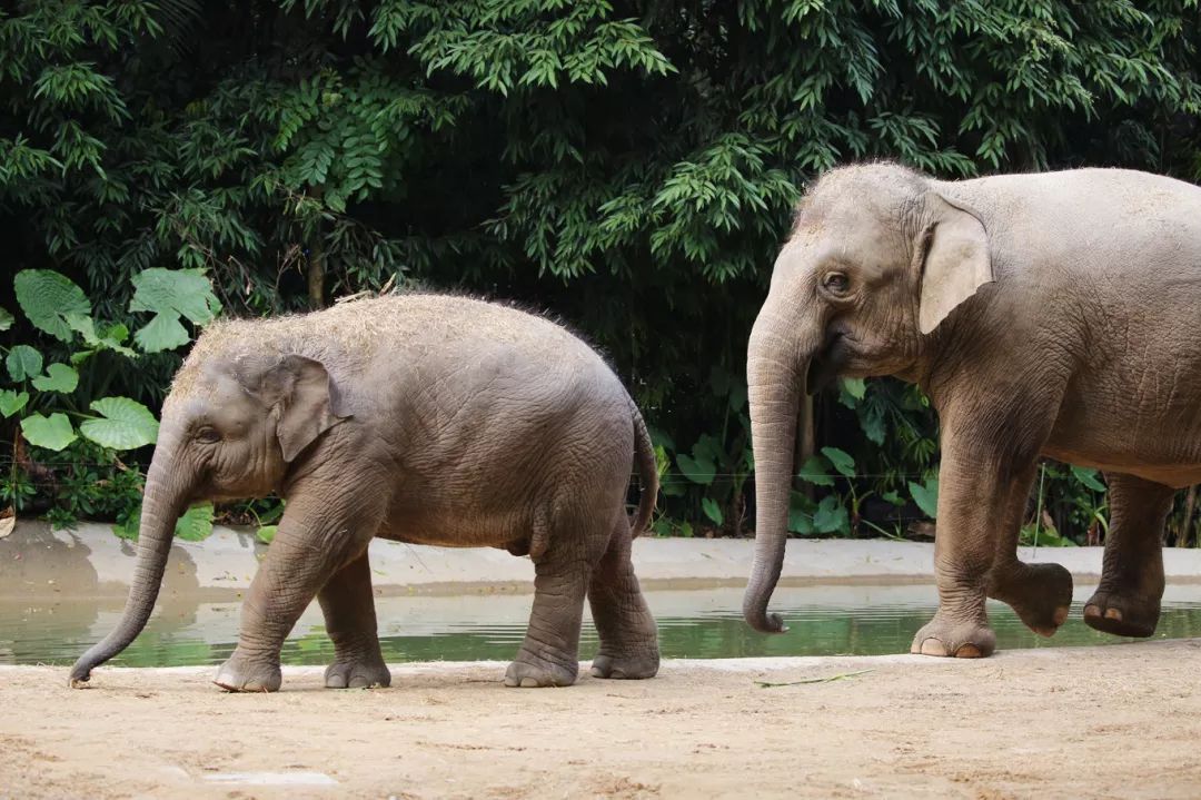 广州长隆野生动物园亲子跟拍,爸爸去哪儿广州长隆野生动物园