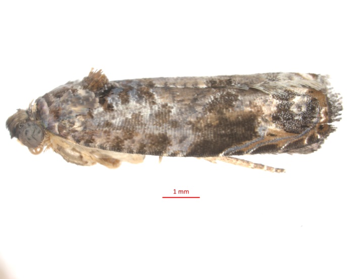 回国禁止携带的东西,海关总署禁止携带动植物