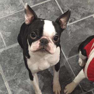 奢侈大牌的狗年限定款,最美的都在这里了