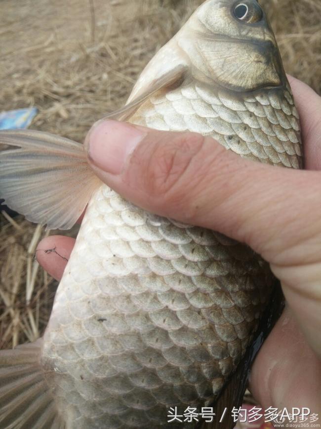 钓鱼新手如何做到钓鱼大师,一个合格钓鱼人应该具备的知识