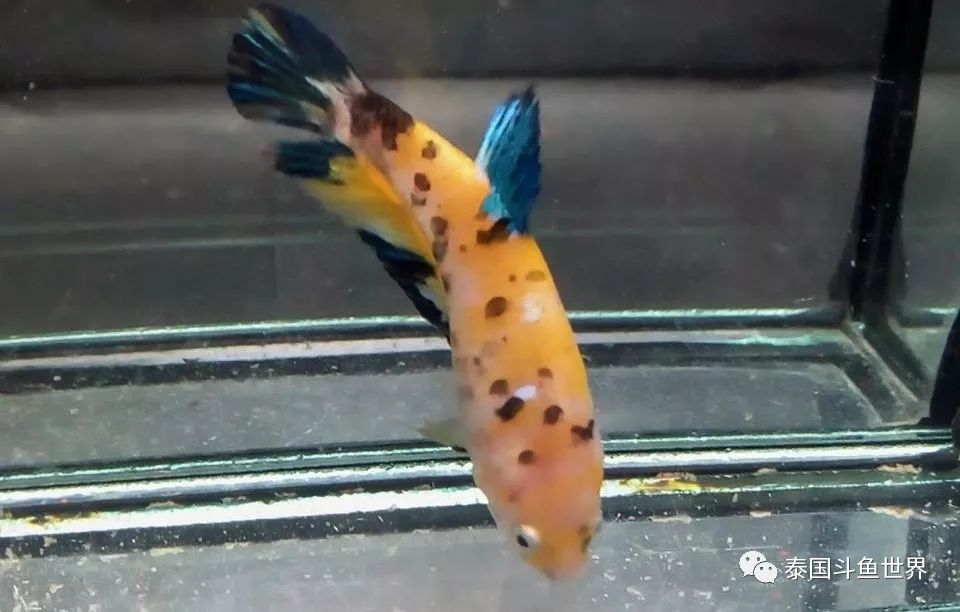 斗鱼拍卖最新消息,泰国斗鱼鱼苗专场