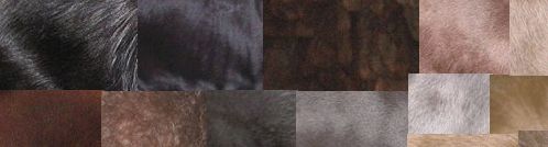 不可不知的动物有哪些,不可不知的狗狗保健常识