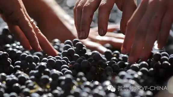 起泡葡萄酒怎么喝,葡萄酒你喝对了吗