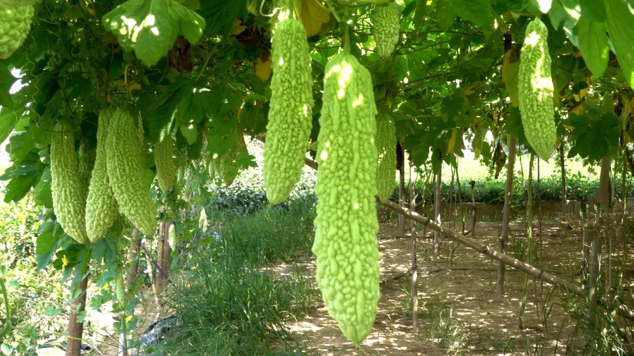 铁路镇最近发展,铁路小镇最新规划图