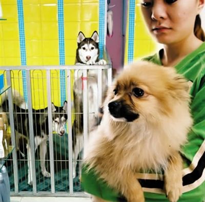 狗狗寄养容易感染吗,从来没有寄养过的狗狗去寄养好吗