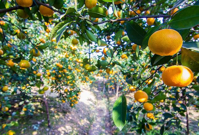你还记得儿时的美食吗,黄岩蜜桔什么味道