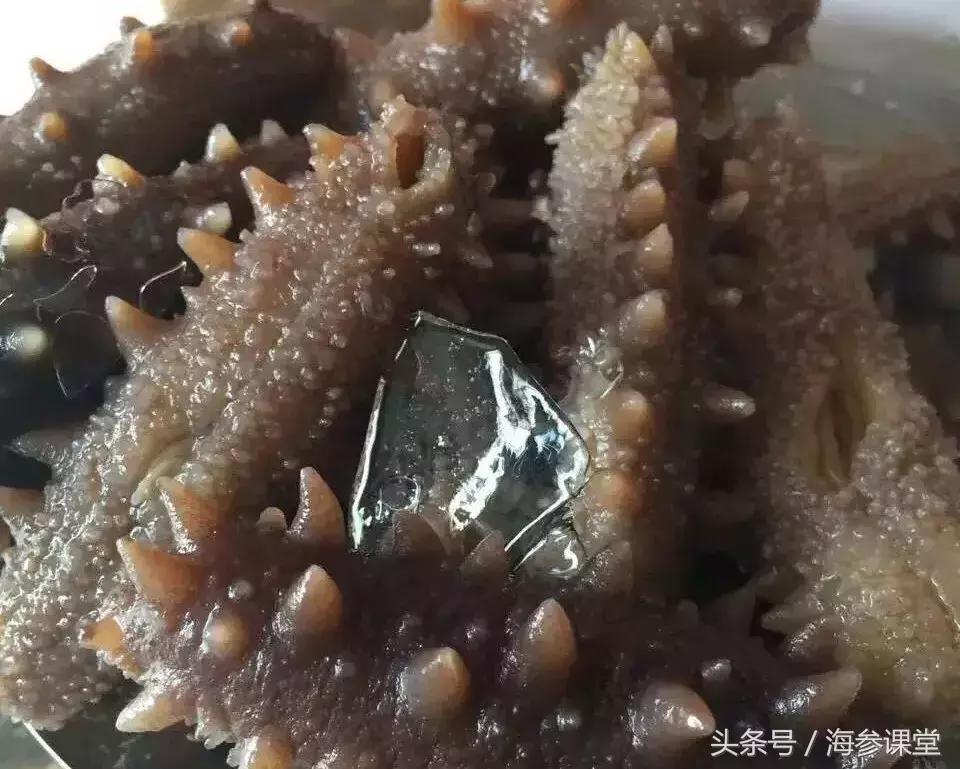 海参的营养和虾的营养,海参哪种有营养哪种没有营养