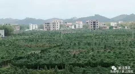 高州各镇历史来历,高州市有多少个镇街