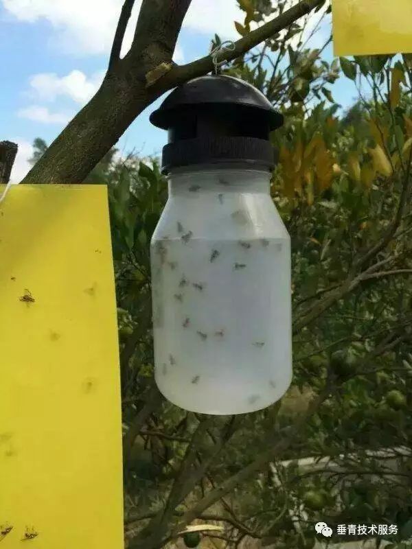 「热点」小户赚钱大户亏,为啥?省力化栽培是柑桔发展的趋势!