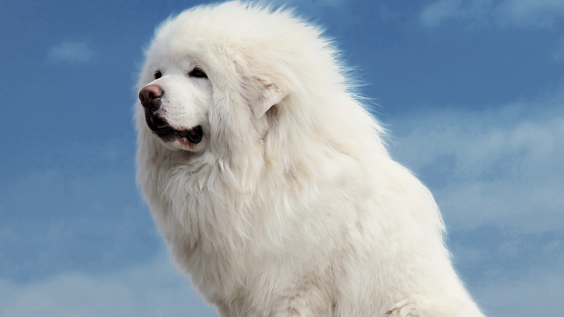 k9训犬的手法,k-9怎么训练