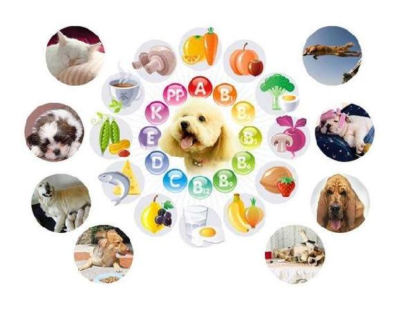 狗狗的鼻子褪色是怎么回事,狗狗的鼻头为什么会褪色