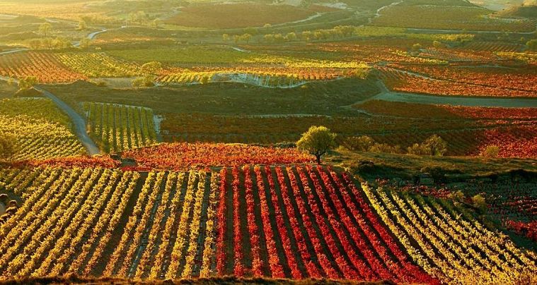 葡萄酒中的二氧化硫存在形式,葡萄酒中二氧化硫的作用及危害