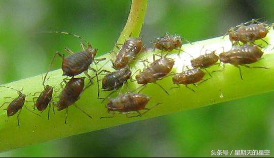 腊梅老桩适合深盆栽培吗,澳洲腊梅栽培的技术要点