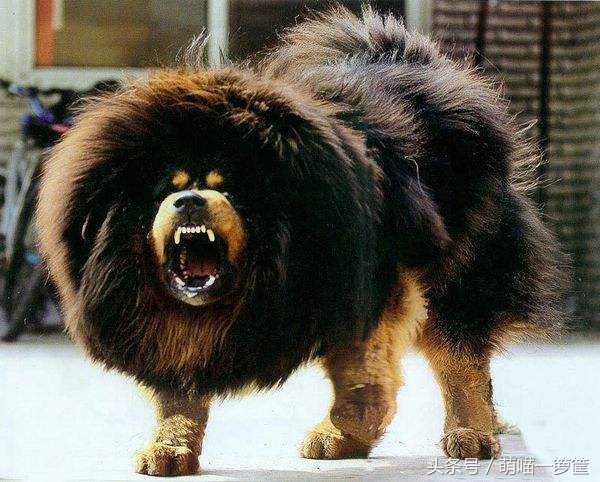 最聪明的中小型狗狗品种排行,攻击性最强的狗狗品种排名