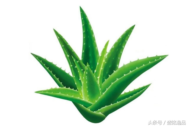 什么植物耐冻耐寒又吸收甲醛,吸收甲醛最厉害的十大植物