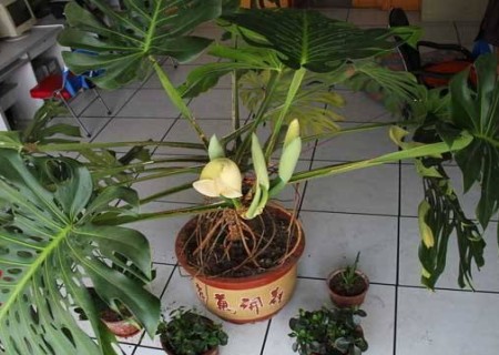 龟背竹出现烂根怎么办,龟背竹烂根的补救方法