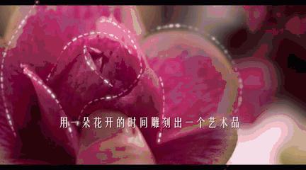 不靠长相靠实力的博主,不靠颜值的网红