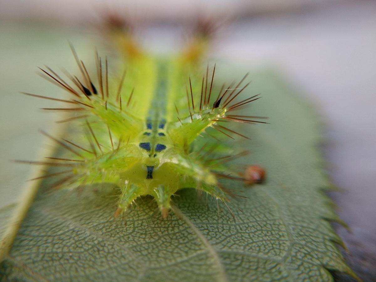农村有一种叫洋辣子的妖孽，被蛰后用农村土方法比医生说的都管用