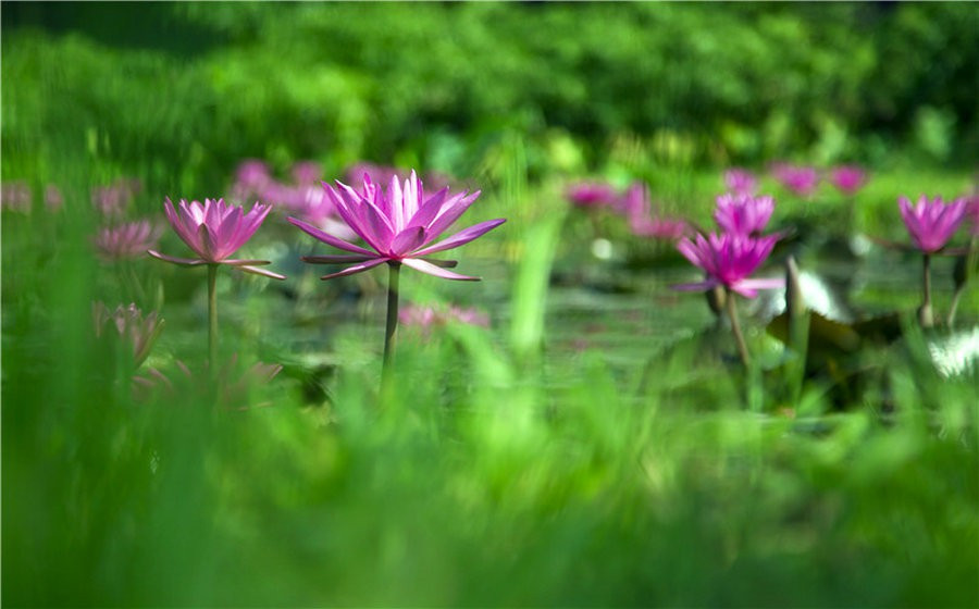 静谧山谷，流泉叠瀑︱呀诺达热带雨林