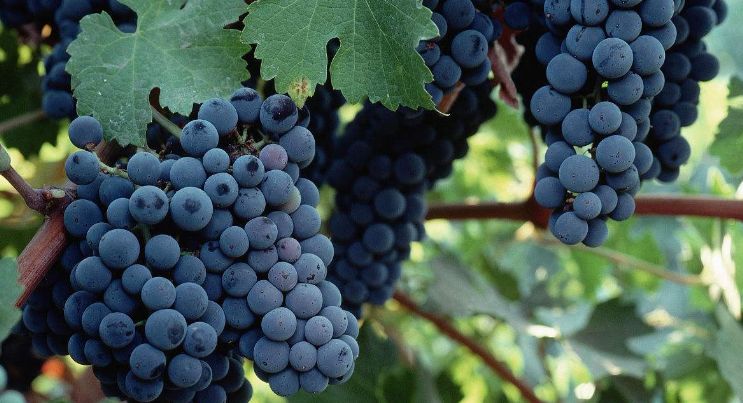 葡萄酒中的二氧化硫存在形式,葡萄酒中二氧化硫的作用及危害