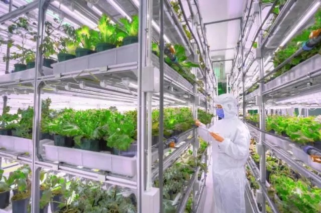 植物灯市场前景怎么样,植物照明市场占比