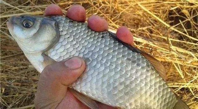 喜欢钓鱼人注意事项,海竿钓鱼的正确使用方法