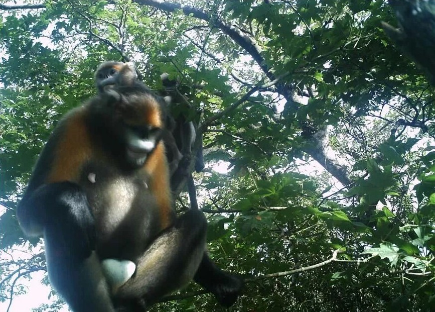 每只黔猴都需要一包“去污粉”