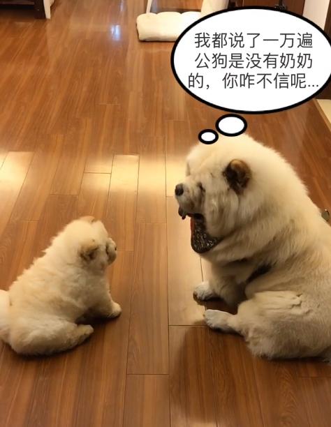 被大狗咬的小松狮,小松狮被一群狗撕咬